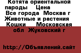 Котята ориентальной пароды  › Цена ­ 12 000 - Все города, Москва г. Животные и растения » Кошки   . Московская обл.,Жуковский г.